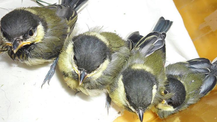 11401163_1644284772484099_1221762211624512041_n