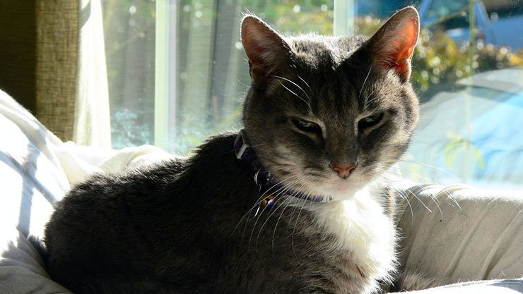 83116095_698196f967_b